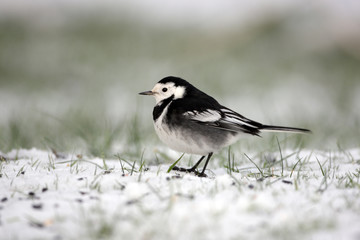 Pied wagtail, Motacilla alba yarrellii