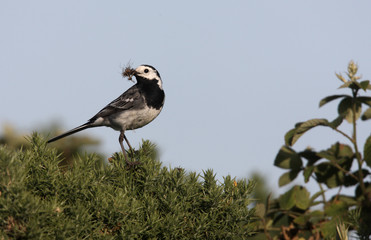 Pied wagtail, Motacilla alba yarrellii