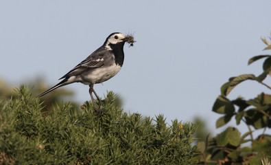 Pied wagtail, Motacilla alba yarrellii