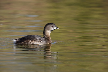 Pied-billed grebe, Podilymbus podiceps