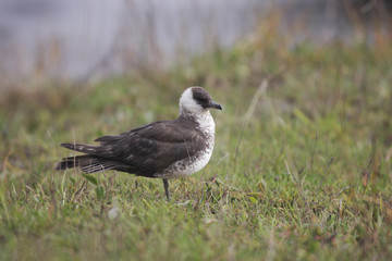 Pomarine skua or jaeger, Stercorarius pomarinus