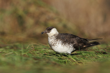 Pomarine skua or jaeger, Stercorarius pomarinus