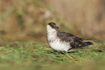 Pomarine skua or jaeger, Stercorarius pomarinus