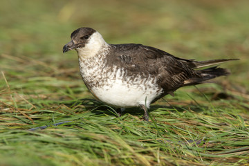 Pomarine skua or jaeger, Stercorarius pomarinus