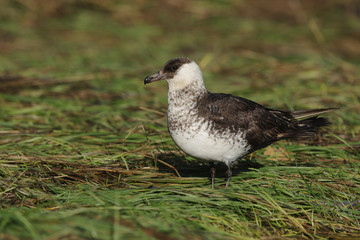 Pomarine skua or jaeger, Stercorarius pomarinus