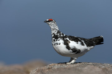 Ptarmigan, Lagopus mutus