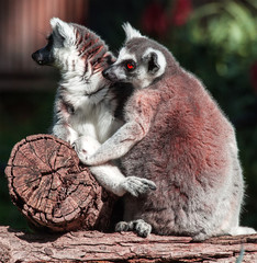 lemur