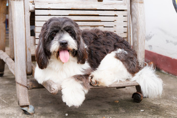 Dog on wooden chair 1