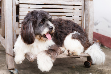 Dog on wooden chair 2