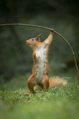 Red Squirrel in funny pose.