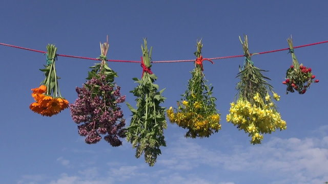 summer medical herb bunches on string and sky background