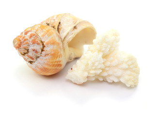 Muschel, Koralle