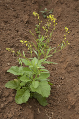 chinese cabbage flowering