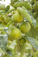 Growing of peaches in farm,northern Thailand