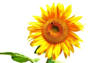 riesige Sonnenblume