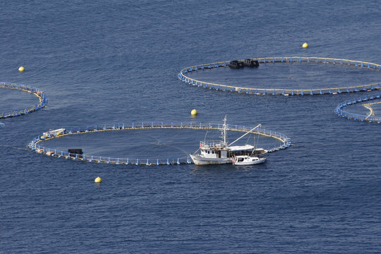 Cages for tuna farming in Adriatic sea in Croatia