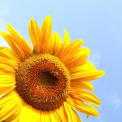 wunderschöne Sonnenblume mit Biene