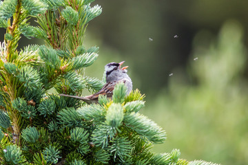 bird chirp on the pine tree
