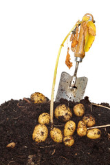 Potatoes in soil