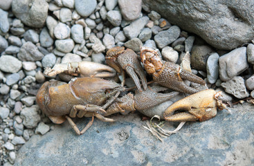 Crayfish