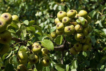 Wild Pears