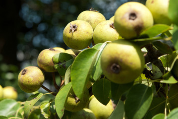 Wild Pears