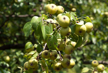 Wild Pears