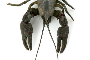 Crayfish