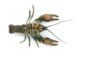 Crayfish