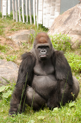 Large gorilla looking straight