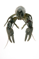 Crayfish