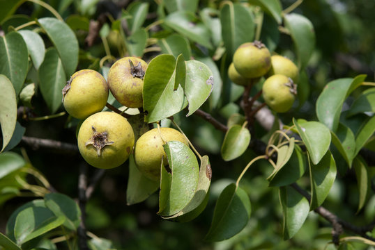 Wild Pears
