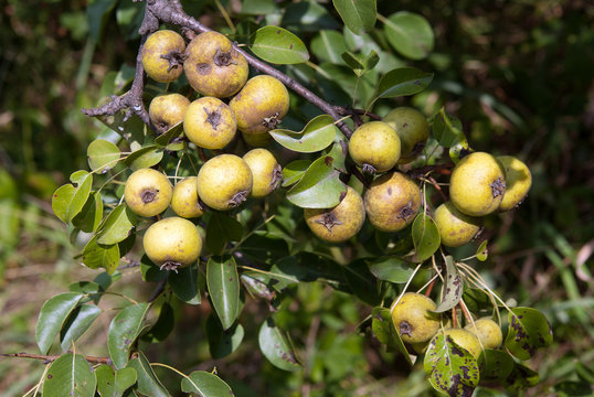 Wild Pears