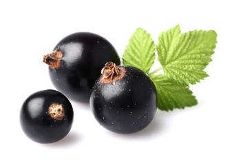 Blackcurrant with leaves