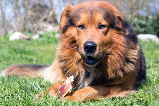 Hundegenuss