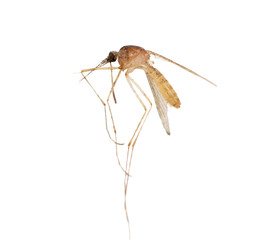 mosquito on a white background. macro