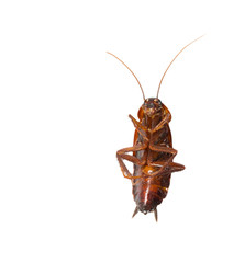 cockroach on white background. macro