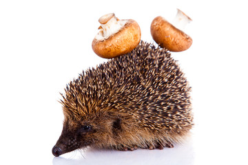 hedgehog isolated on white background