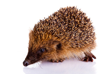 hedgehog isolated on white background