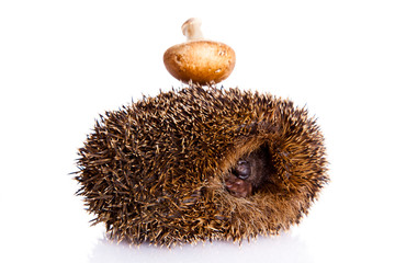 hedgehog isolated on white background