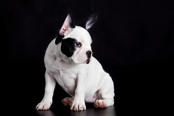 french bulldog on black background