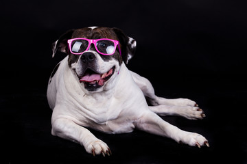 american bulldog on black background glasses hair