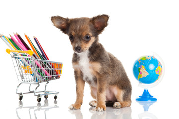 chihuahua isolated on white background