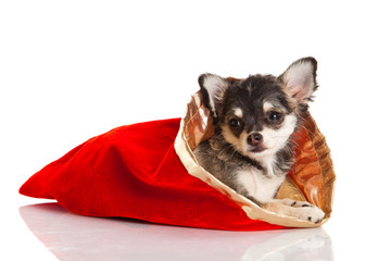 chihuahua isolated on white background