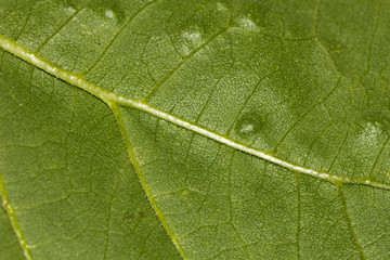 background of green leaf. macro