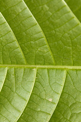 background of green leaf. macro