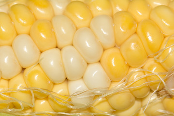 background from corn. macro