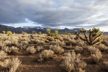 Zelfklevend Fotobehang Southern Nevada Mojave Desert Morning © trekandphoto