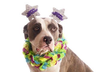 american staffordshire terrier with party hat happy birthday - 55724222