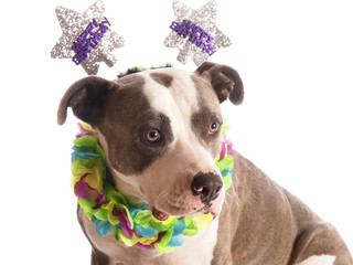 american staffordshire terrier with party hat happy birthday